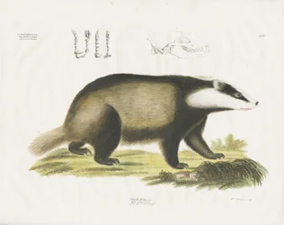 Tasso europeo con illustrazione del teschio (litografia colorata a mano)