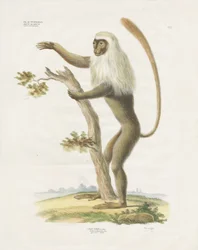 Lutung argenteo su un albero (litografia colorata a mano)