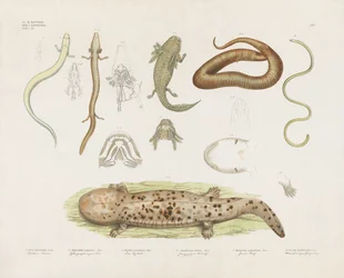 Anfibi vari e studi anatomici (litografia colorata a mano)