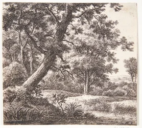 Ruscello con un albero inclinato
