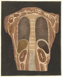 Studio anatomico degli organi nel torace, visto da dietro