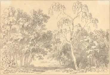 Paesaggio boscoso