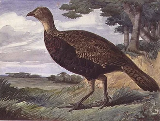 Ibrido di fagiano e gallina grigia