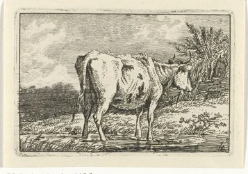 Mucca in piedi in una pozza Mucche (serie)