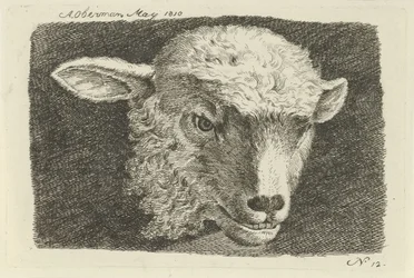 Testa di un agnello
