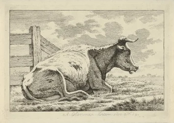 Mucca sdraiata vicino a una recinzione (serie: Studi di mucche, pecore e capre)