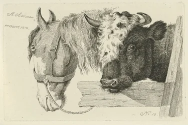 Testa di cavallo e testa di toro