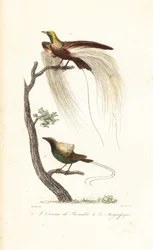 Grande uccello del paradiso e magnifico uccello del paradiso