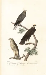 Albanella reale, albanella eurasiatica e albanella minore