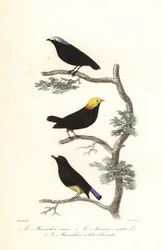 Specie di manachino