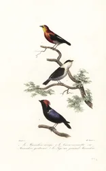 Specie di manachino