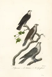 Sparviero, astore e girfalco