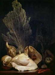 Natura morta di conchiglie e coralli (olio su tela)