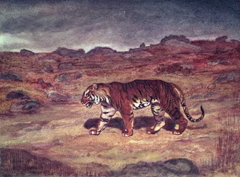 Una tigre che caccia la sua preda