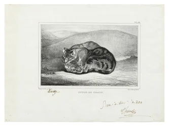 Studio di gatti