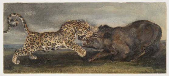 Leopardo alle prese con un cinghiale