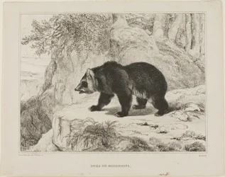 Orso del Mississippi