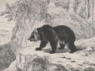 Orso del Mississippi, 1836