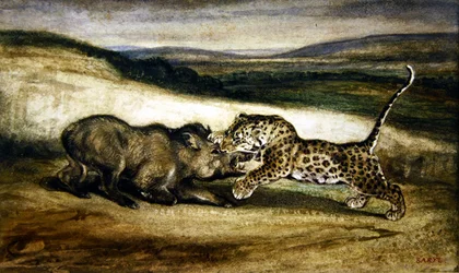 Pantera che combatte un cinghiale