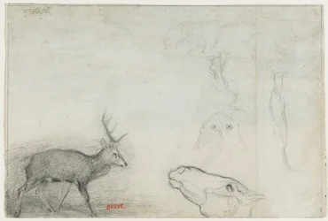 Studi di animali (verso)
