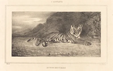 Studio di una tigre