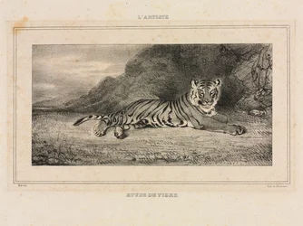 Studio di una tigre