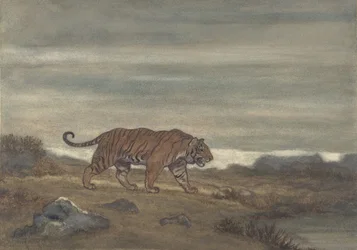 Tigre che si avvicina alla pozza