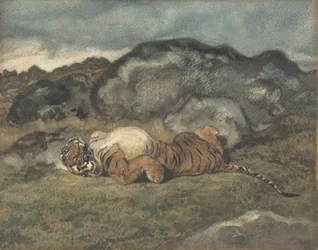 Tigre che si rotola sulla schiena