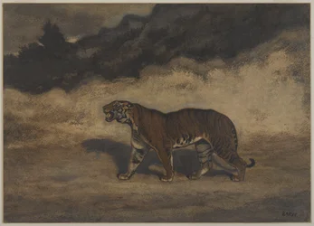Tigre che cammina a sinistra