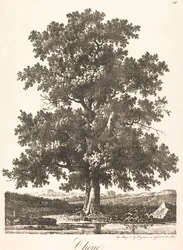 Quercia