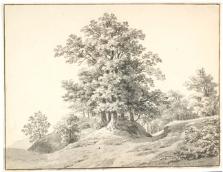 Paesaggio con grandi alberi presso l