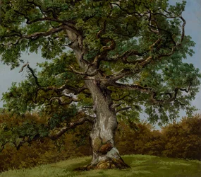 Studio di una vecchia quercia