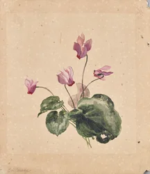 Ciclamino