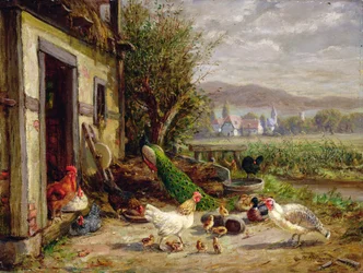 Galline, anatre e un pavone presso un canale