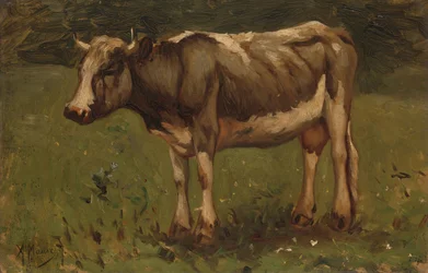 Mucca