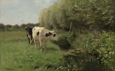 Mucche al pascolo