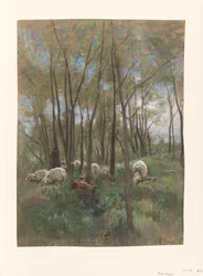 Gregge di pecore in un bosco