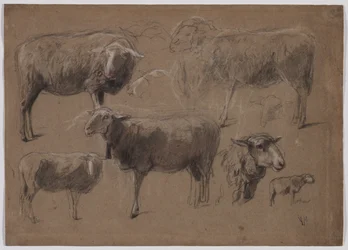 Studi di pecore, seconda metà del 1800