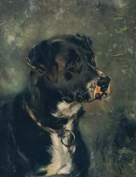 Testa di un cane da macellaio