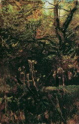 Radura nella foresta con cardi