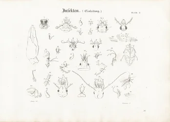 Anatomia degli insetti