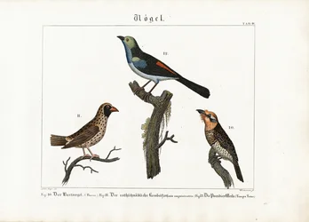 Barbetto, Tessitore e Pigliamosche del Paradiso