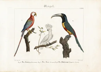 Cacatua, ara e tucano