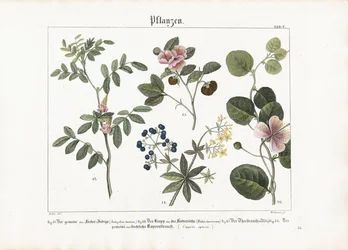 Piante tintorie e cespuglio di capperi