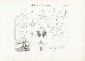 Anatomia degli insetti