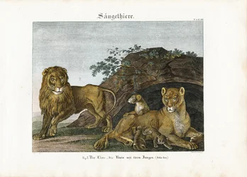 Famiglia di leoni nel loro habitat naturale