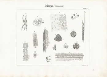 Anatomia vegetale (Fitotomia)