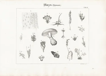 Anatomia vegetale e forme fungine