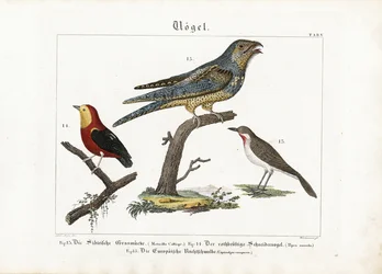 Rubacuori siberiano, tanager e succiacapre europeo