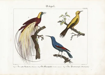 Picchio giallo, Rampichino e Uccello del Paradiso